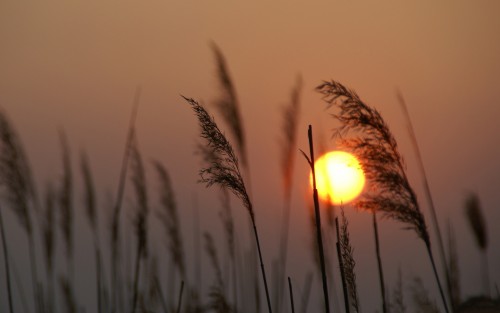 reed_silhouette_at_sunset-wallpaper-1680x1050.jpg
